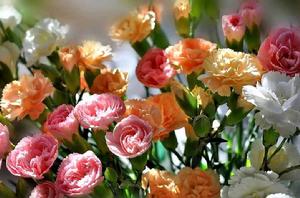 四大切花 四大切花