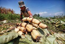 藕[睡蓮科植物的根莖]