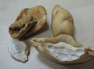 山甲桃仁豬腳湯 山甲桃仁豬腳湯