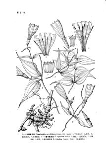 穗序蔓龍膽 穗序蔓龍膽