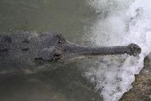 長吻鱷  實拍近景高清圖片