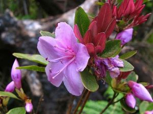 隱脈杜鵑 隱脈杜鵑