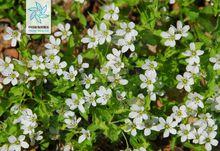 太子參[多種植物的別稱]