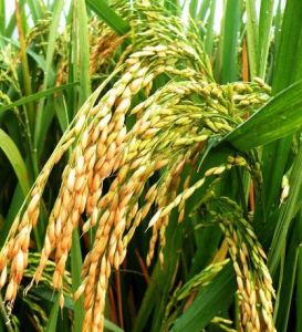 長白一五 長白一五