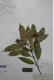 小果革葉槭 小果革葉槭