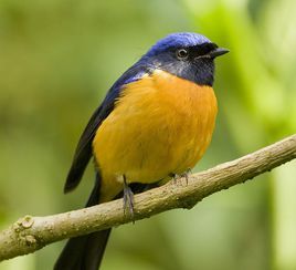 棕腹仙鶲 棕腹仙鶲