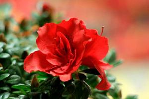 映日杜鵑 映日杜鵑