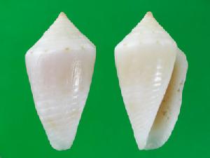 碧玉芋螺 碧玉芋螺