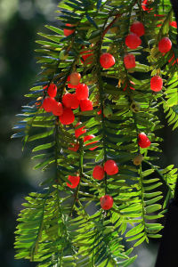 南方紅豆杉（變種）