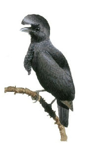 亞馬孫傘鳥 亞馬孫傘鳥