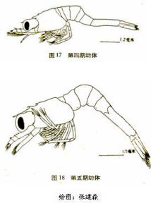 鰭狀肢芽 鰭狀肢芽