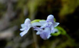 卵葉無柱蘭 卵葉無柱蘭