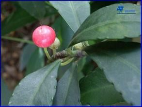 瑞麗紫金牛 瑞麗紫金牛