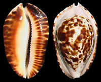 巴塔凱蒂寶螺 巴塔凱蒂寶螺