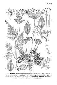 薄葉囊瓣芹 薄葉囊瓣芹