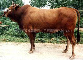 魯西南黃牛 魯西南黃牛
