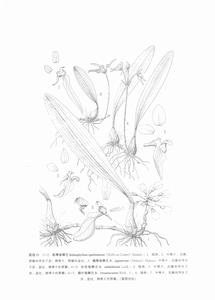 匙萼卷瓣蘭
