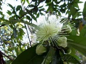 線葉蒲桃 線葉蒲桃