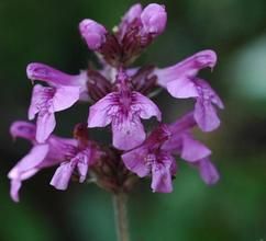 大花羅氏馬先蒿 大花羅氏馬先蒿
