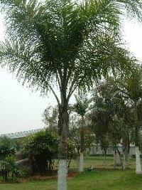 颶風椰子 颶風椰子