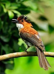 栗背短腳鵯 栗背短腳鵯