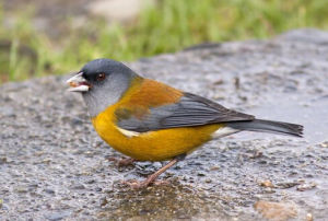 秘魯嶺雀鵐 秘魯嶺雀鵐