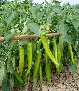 桂椒五號辣椒 桂椒五號辣椒