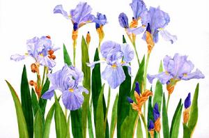 鳶尾[一種植物]