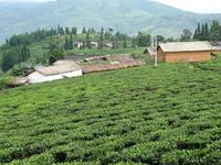 茶園