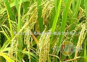 直播水稻 直播水稻