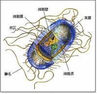 細菌細胞壁