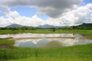 龍灣河濕地郊野公園