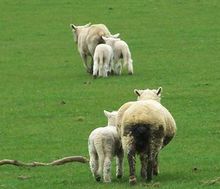 羊群效應——跟隨現象