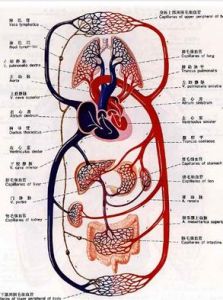 循環系統 循環系統
