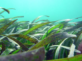 波喜盪草屬 波喜盪草屬
