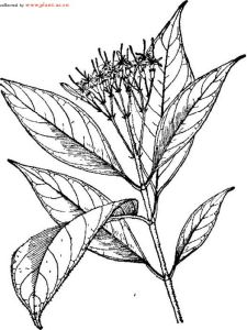 崖州烏口樹 崖州烏口樹