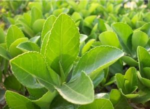 線葉陷脈冬青 線葉陷脈冬青