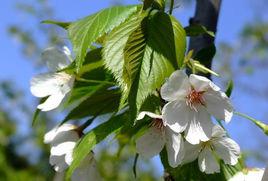 東京櫻花 東京櫻花
