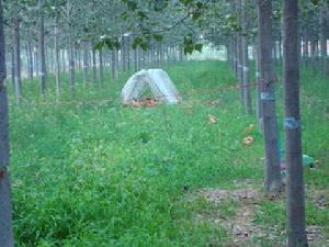 臥龍王家 臥龍王家