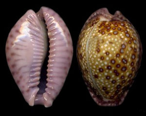 紫緣寶螺 紫緣寶螺