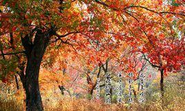 豐陽鎮[山東省平邑縣豐陽鎮]