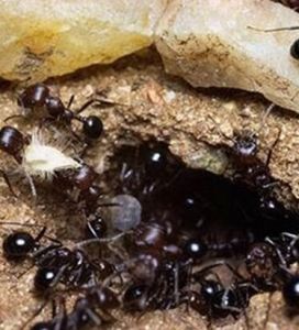 黑刺大齶蟻