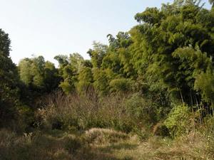 振昌村山景風光