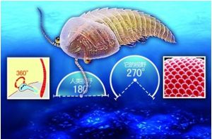 灰姑娘蟲 灰姑娘蟲