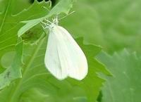 突角小粉蝶 突角小粉蝶