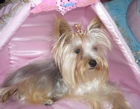 純種約克夏梗 純種約克夏梗