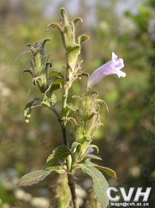 南一籠雞屬 南一籠雞屬