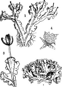 壺苞苔科 壺苞苔科