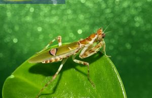 雲眼斑螳 雲眼斑螳