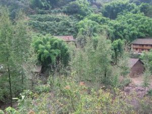 閘塘菜田村 閘塘菜田村